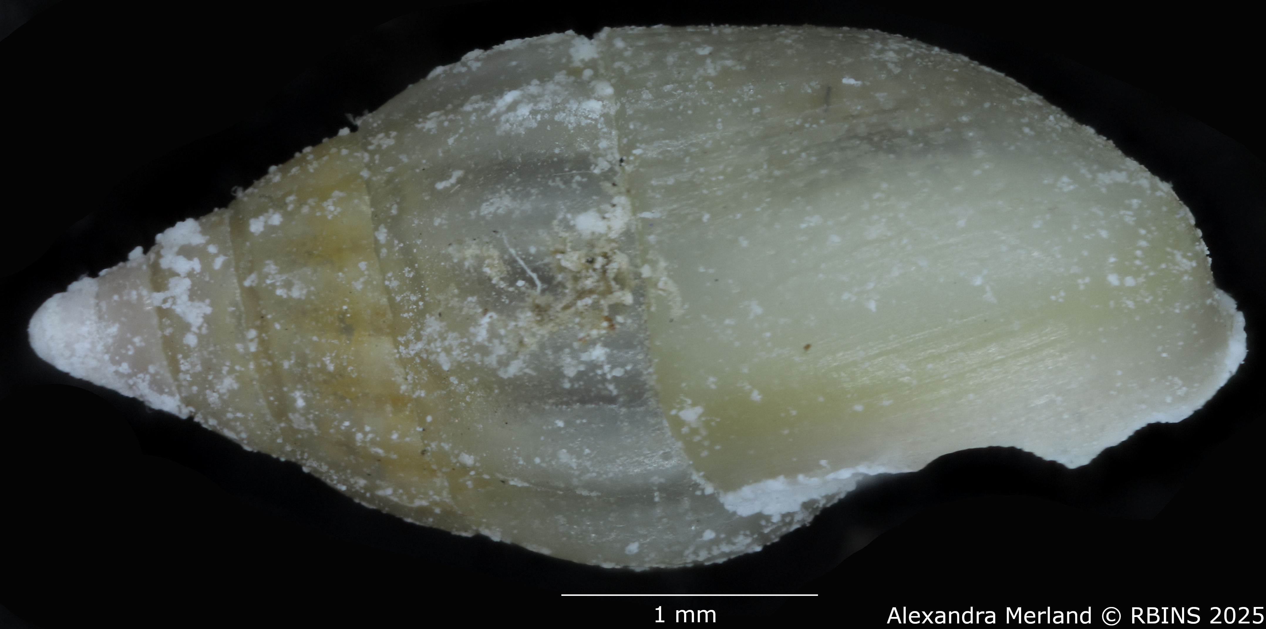 BE-RBINS-INV-MT-2122-Rissoa-lilacina-pallida-st-L.jpg