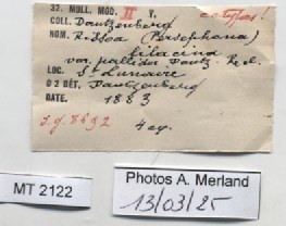 BE-RBINS-INV-MT-2122-Rissoa-lilacina-pallida-st-label.jpg BE-RBINS-INV-MT-2122-Rissoa-lilacina-pallida-st-label.jpg