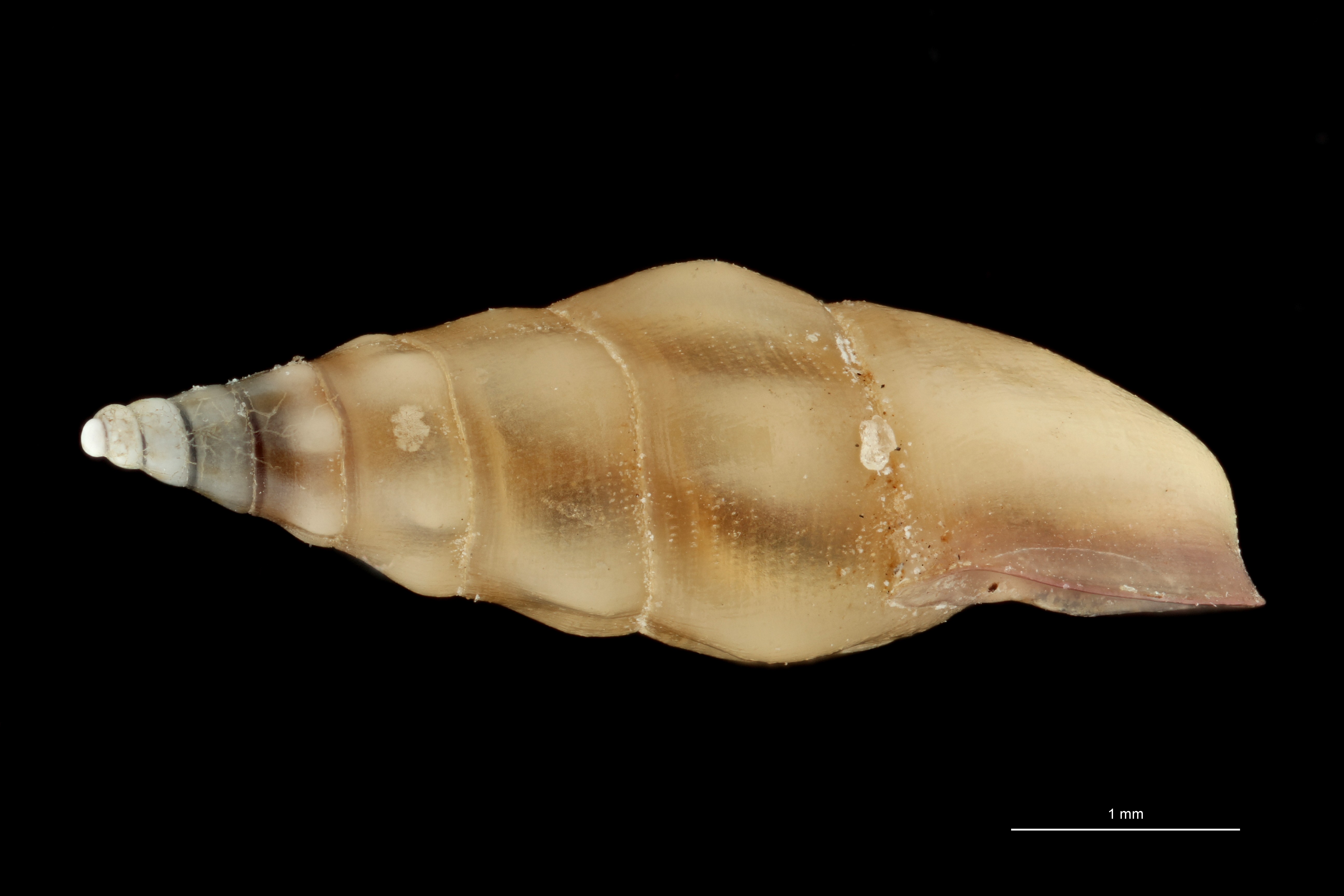 BE-RBINS-INV HOLOTYPE MT 408 Rissoa panhormensis LATERAL ZS PMax Scaled.jpg