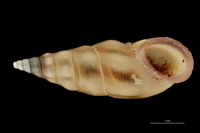BE-RBINS-INV HOLOTYPE MT 408 Rissoa panhormensis VENTRAL ZS PMax Scaled.jpg