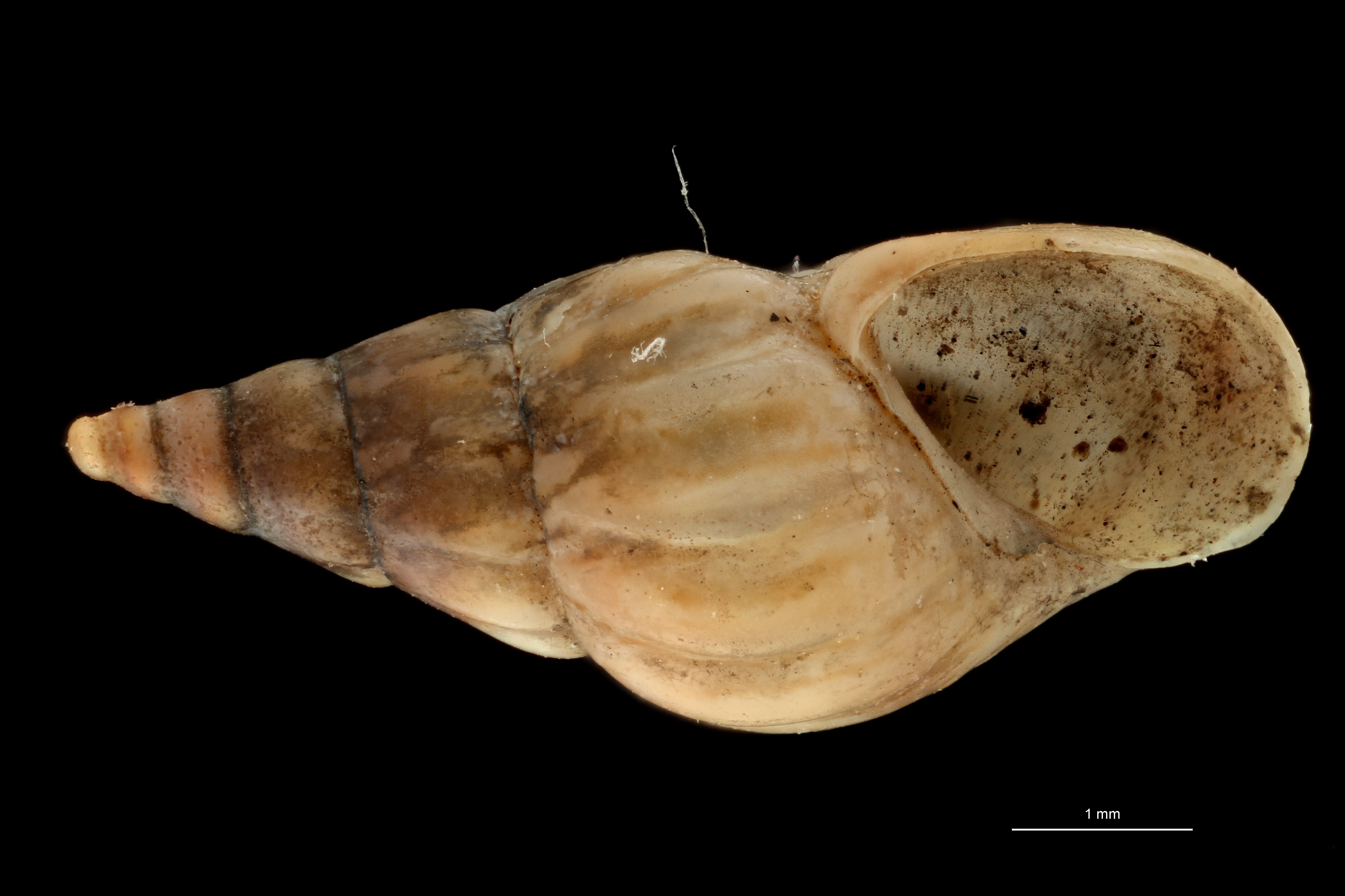 BE-RBINS-INV TYPE MT 589 Rissoa souleyetiana VENTRAL ZS PMax Scaled.jpg