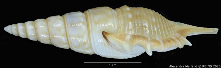 BE-RBINS-INV-MT-2224-Tibia-laurenti-pt-L.jpg