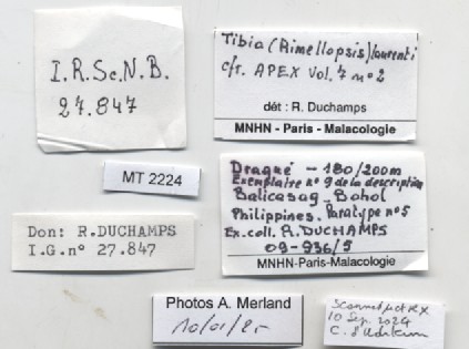 BE-RBINS-INV-MT-2224-Tibia-laurenti-pt-label.jpg