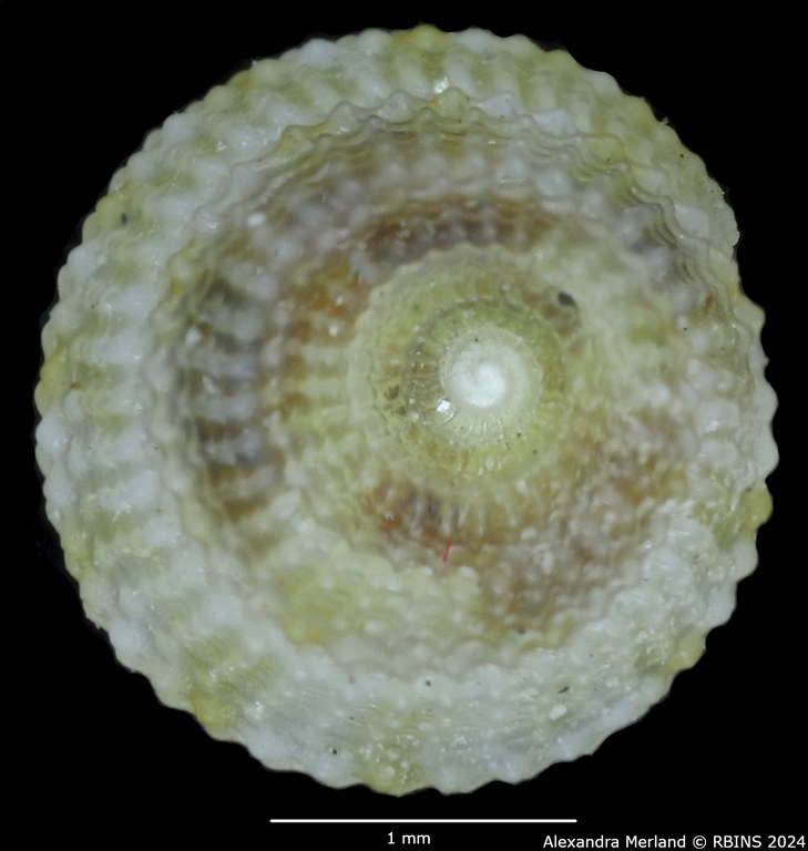 BE-RBINS-INV-MT-3366-Calliobasis-gemmata-pt-D.jpg BE-RBINS-INV-MT-3366-Calliobasis-gemmata-pt-D.jpg