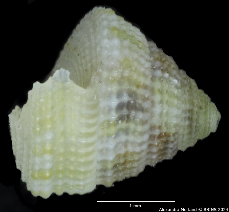 BE-RBINS-INV-MT-3366-Calliobasis-gemmata-pt-L.jpg BE-RBINS-INV-MT-3366-Calliobasis-gemmata-pt-L.jpg