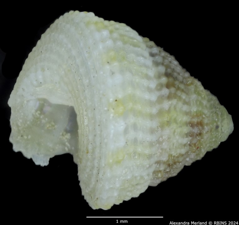 BE-RBINS-INV-MT-3366-Calliobasis-gemmata-pt-L2.jpg BE-RBINS-INV-MT-3366-Calliobasis-gemmata-pt-L2.jpg