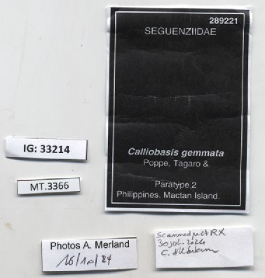 BE-RBINS-INV-MT-3366-Calliobasis-gemmata-pt-label.jpg BE-RBINS-INV-MT-3366-Calliobasis-gemmata-pt-label.jpg