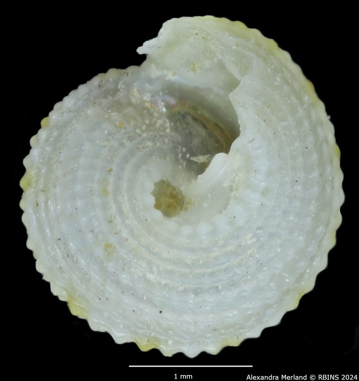 BE-RBINS-INV-MT-3366-Calliobasis-gemmata-pt-V.jpg BE-RBINS-INV-MT-3366-Calliobasis-gemmata-pt-V.jpg