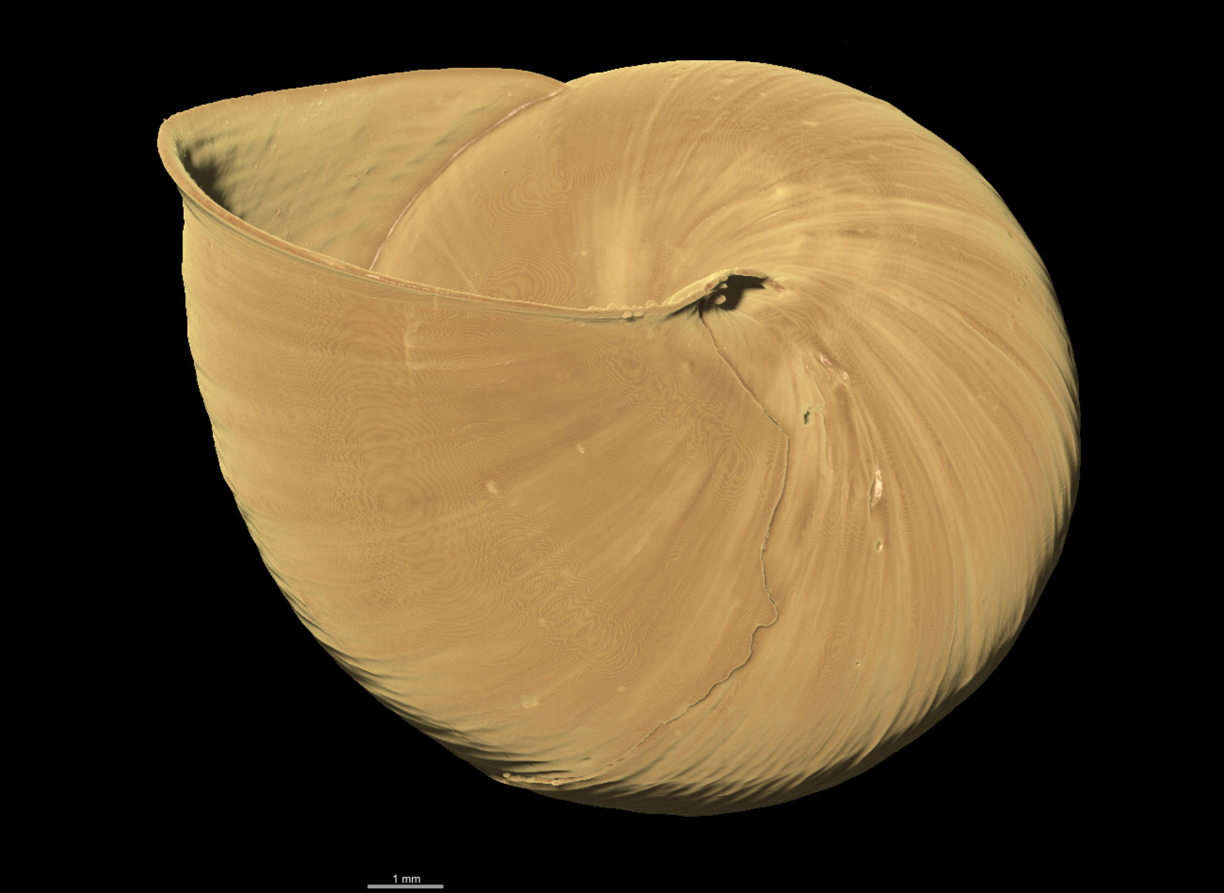 BE-RBINS-INV PARALECTOTYPE MT 2350 Bulimulus ephippium BOTTOM MICROCT XRE.jpg