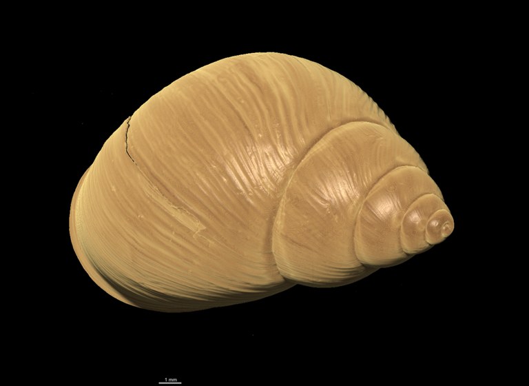 BE-RBINS-INV PARALECTOTYPE MT 2350 Bulimulus ephippium DORSAL MICROCT XRE.jpg
