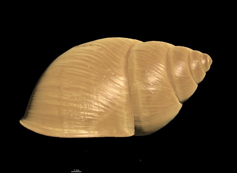 BE-RBINS-INV PARALECTOTYPE MT 2350 Bulimulus ephippium LATERAL MICROCT XRE.jpg