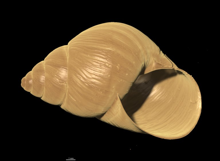BE-RBINS-INV PARALECTOTYPE MT 2350 Bulimulus ephippium ORAL MICROCT XRE.jpg