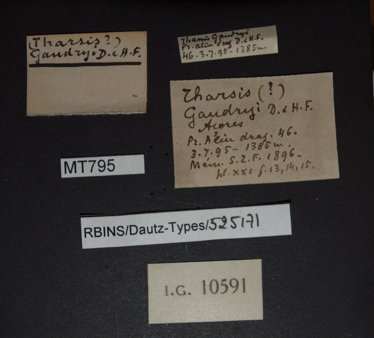 BE-RBINS-INV PARATYPE MT 795 Tharsis gaudryi LABELS.jpg