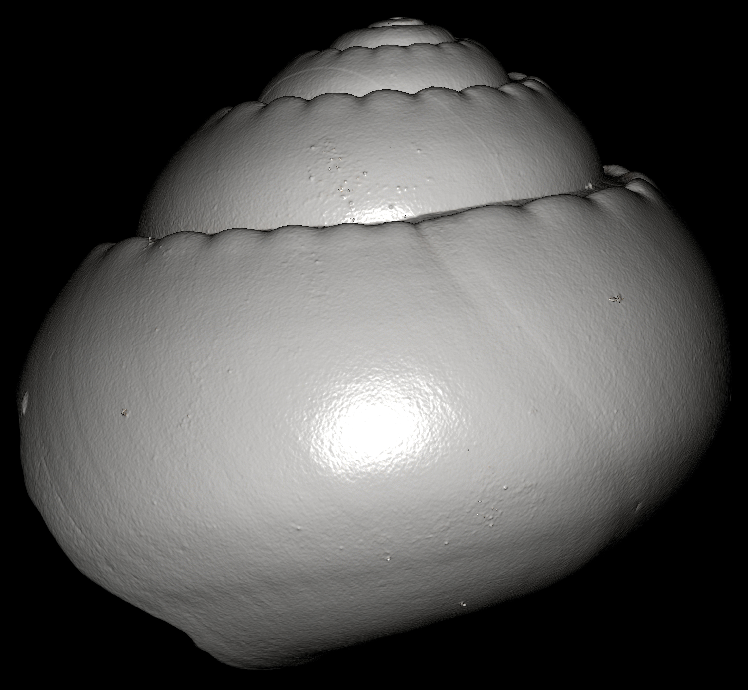 BE-RBINS-INV-MT-3065-Solariella-globosa-type-antioral-BIG.jpg