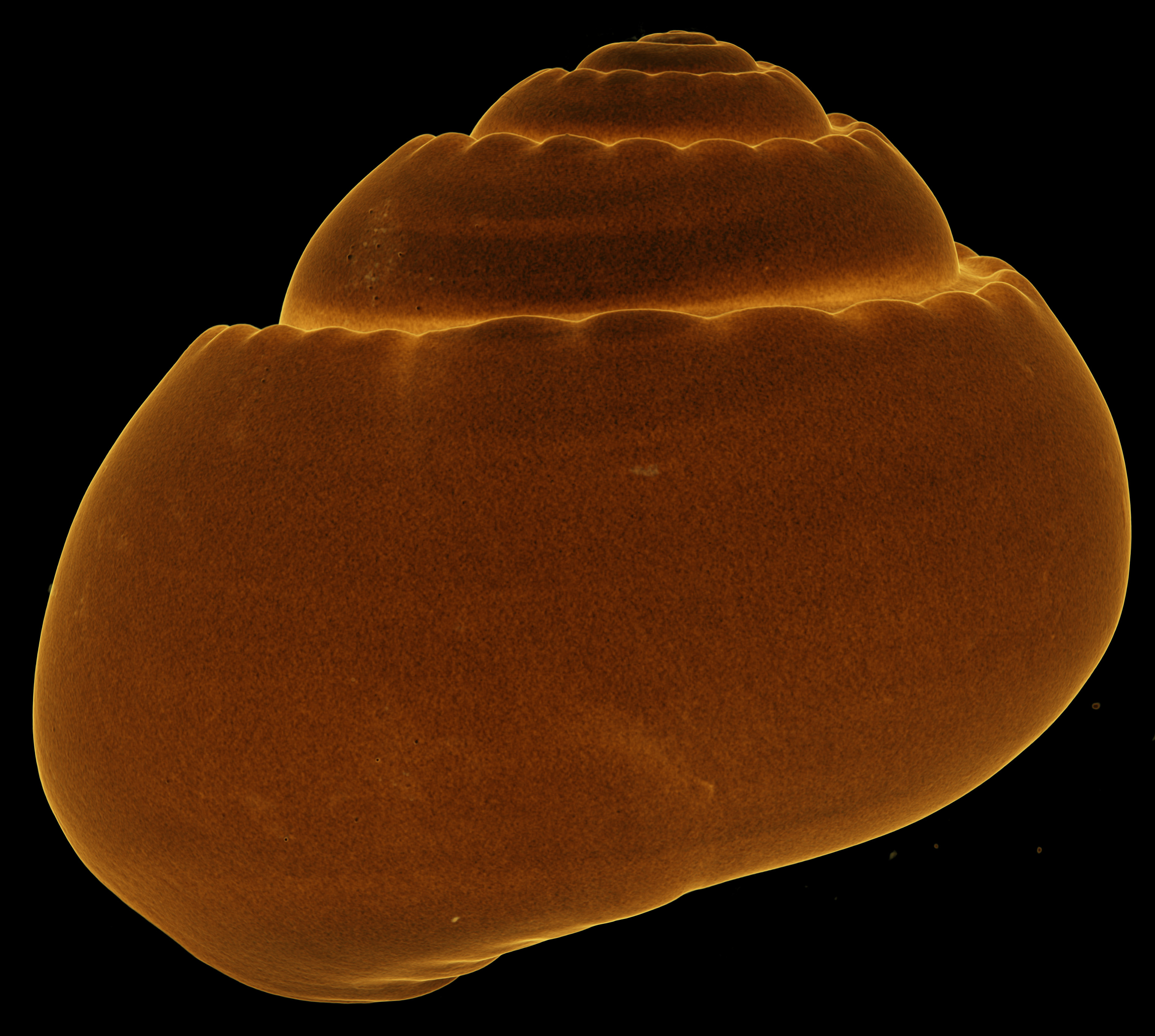 BE-RBINS-INV-MT-3065-Solariella-globosa-type-antioral-transparent-BIG.jpg