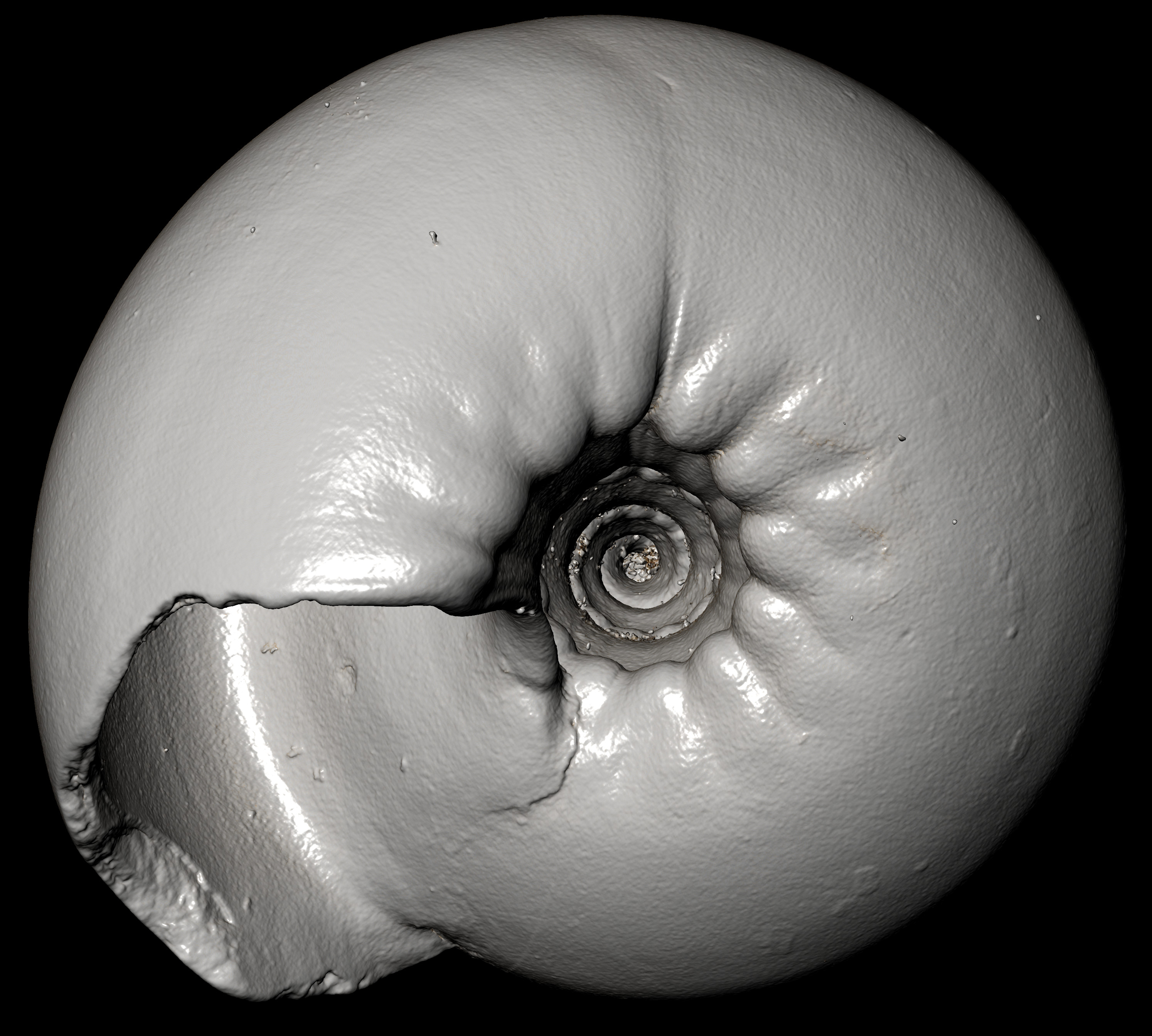 BE-RBINS-INV-MT-3065-Solariella-globosa-type-bottom-BIG.jpg