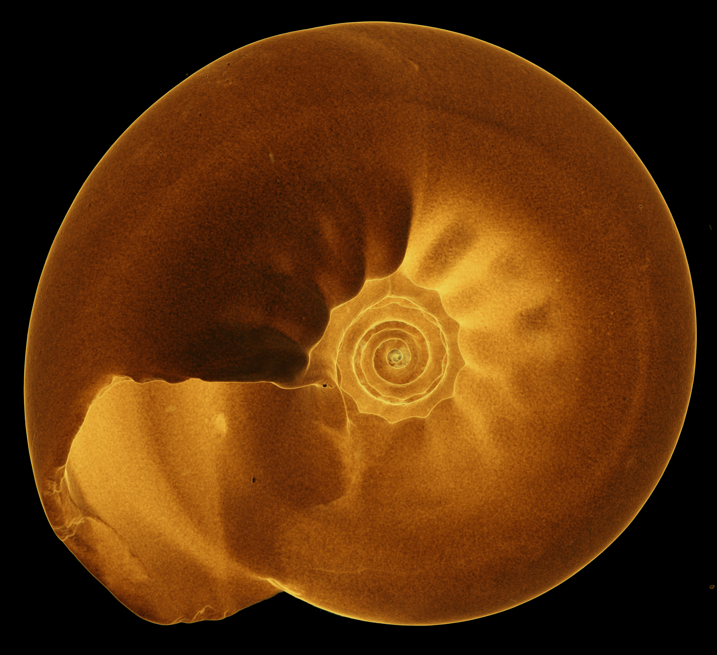 BE-RBINS-INV-MT-3065-Solariella-globosa-type-bottom-transparent-BIG.jpg