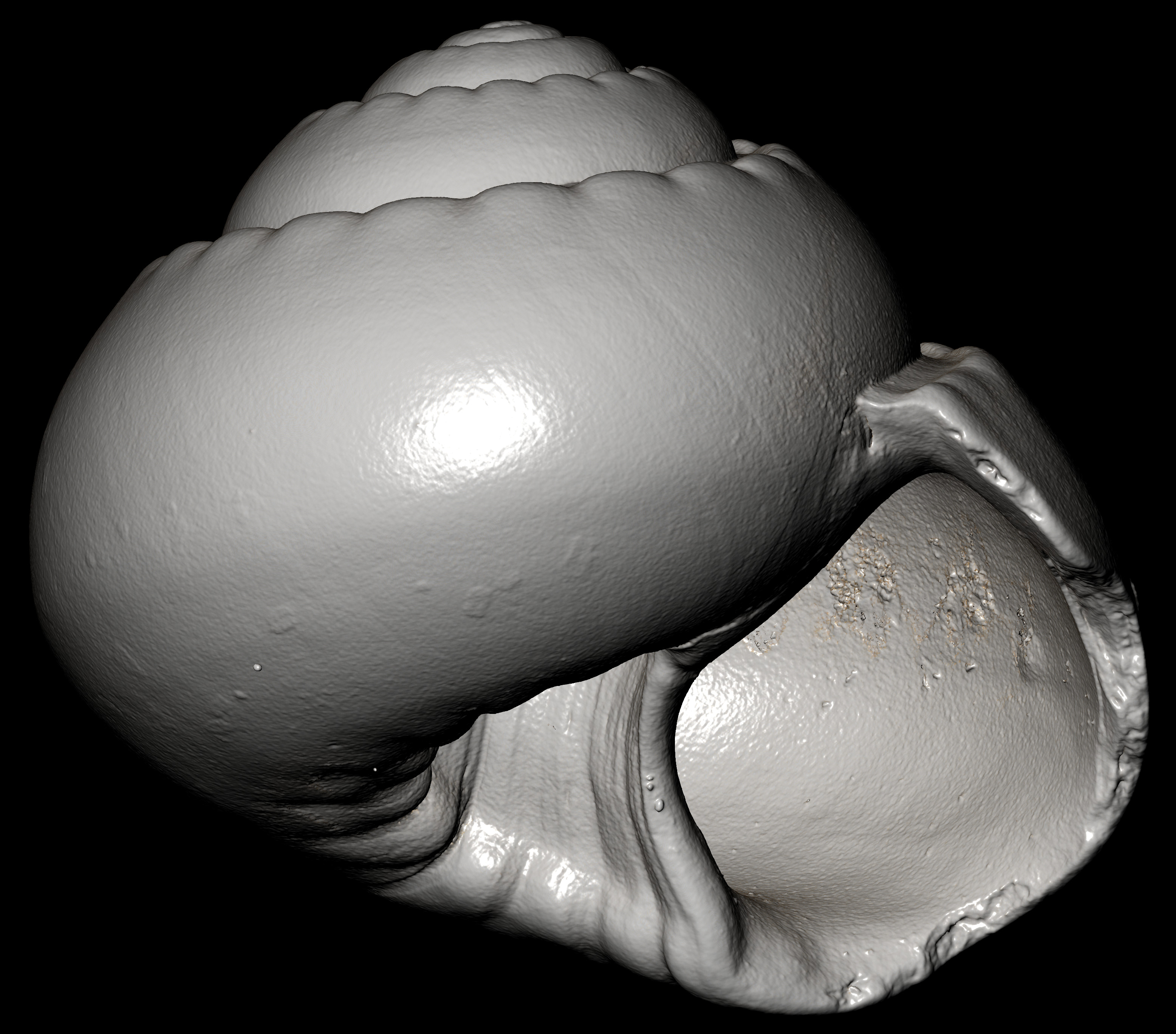 BE-RBINS-INV-MT-3065-Solariella-globosa-type-oral-BIG.jpg