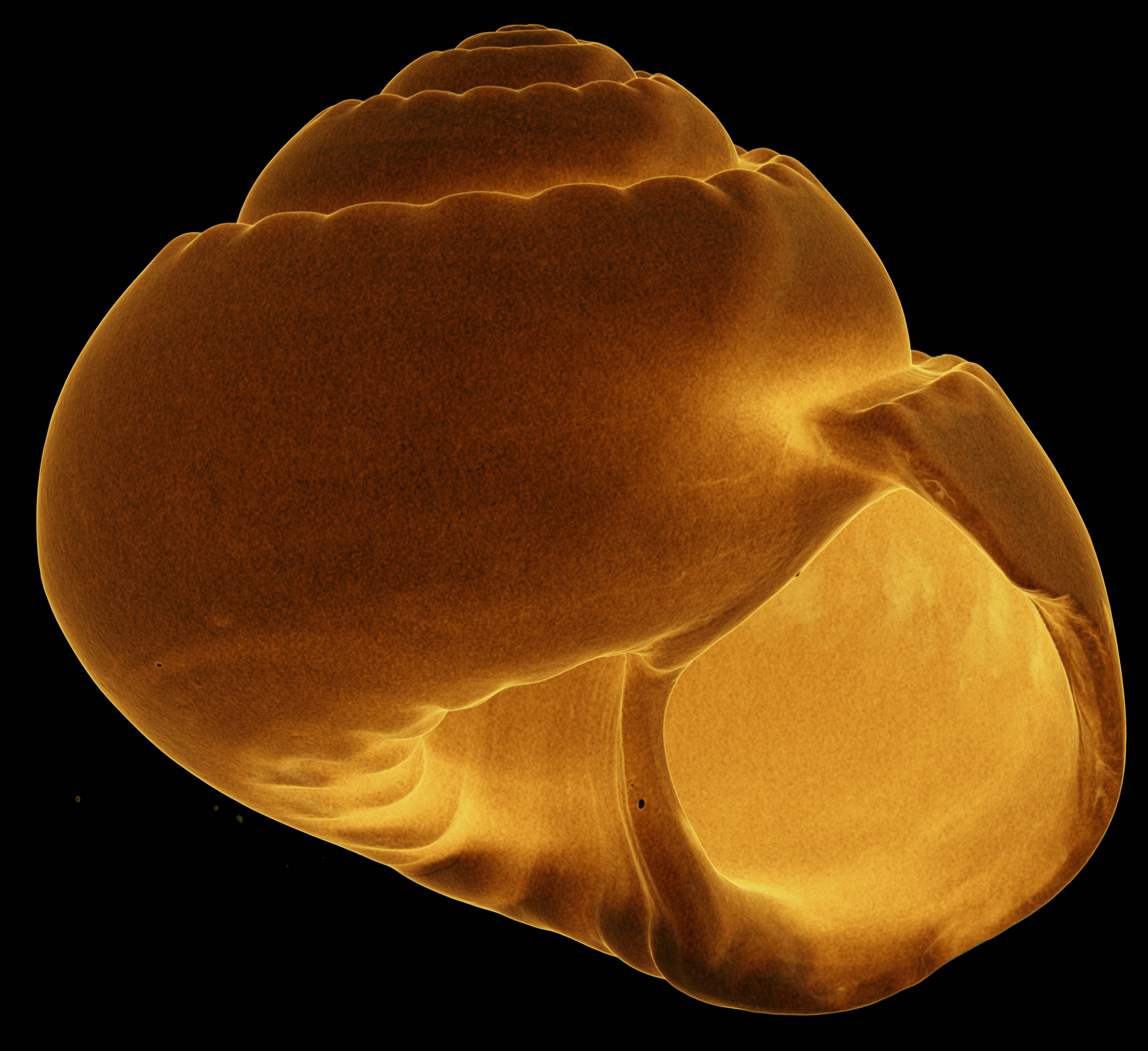 BE-RBINS-INV-MT-3065-Solariella-globosa-type-oral-transparent-BIG.jpg