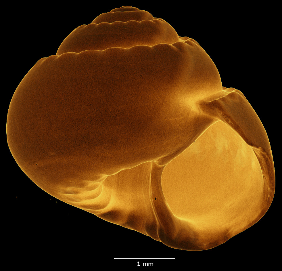 BE-RBINS-INV-MT-3065-Solariella-globosa-type-oral-transparent-SMALL.jpg