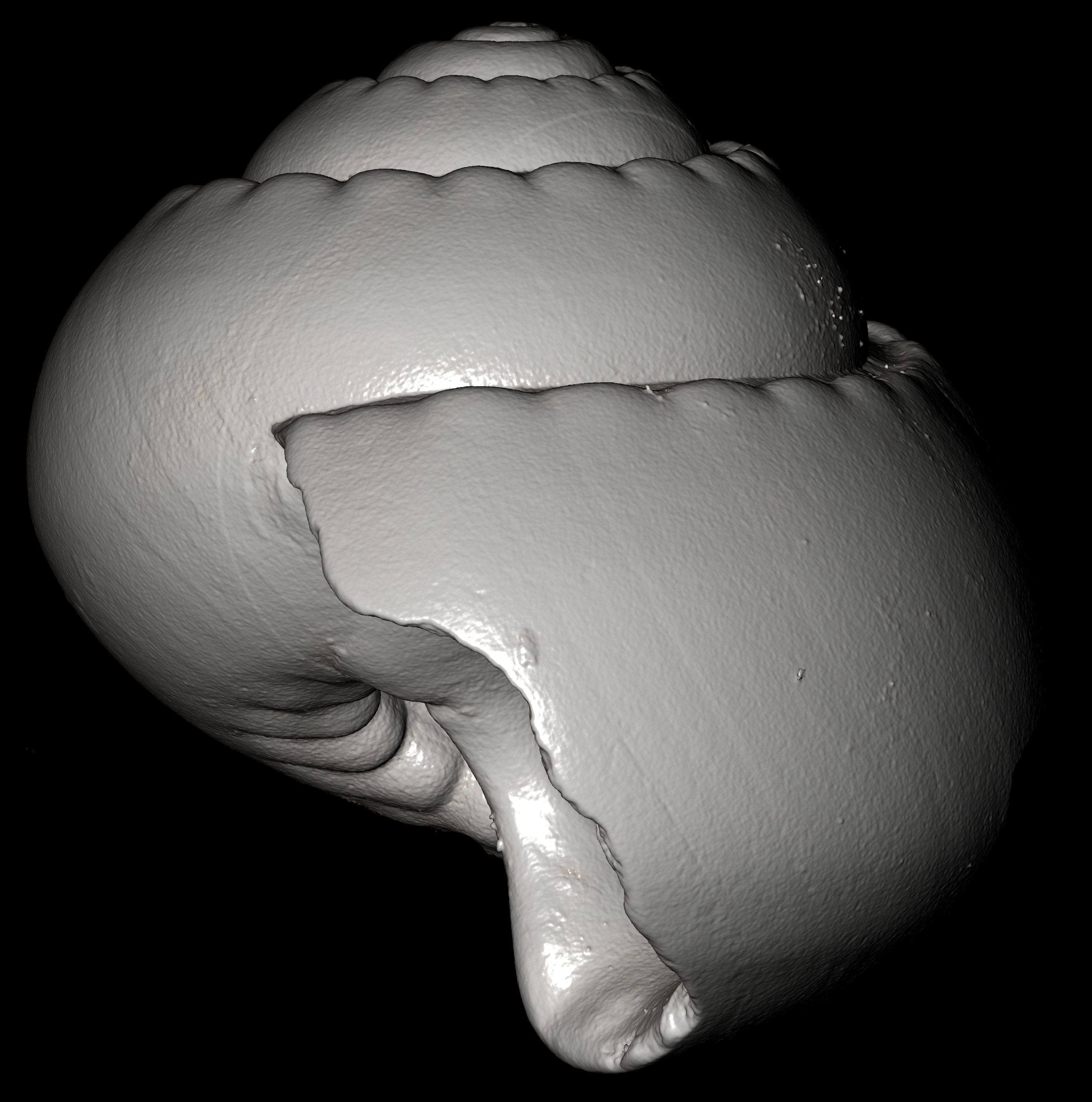 BE-RBINS-INV-MT-3065-Solariella-globosa-type-profile-1-BIG.jpg