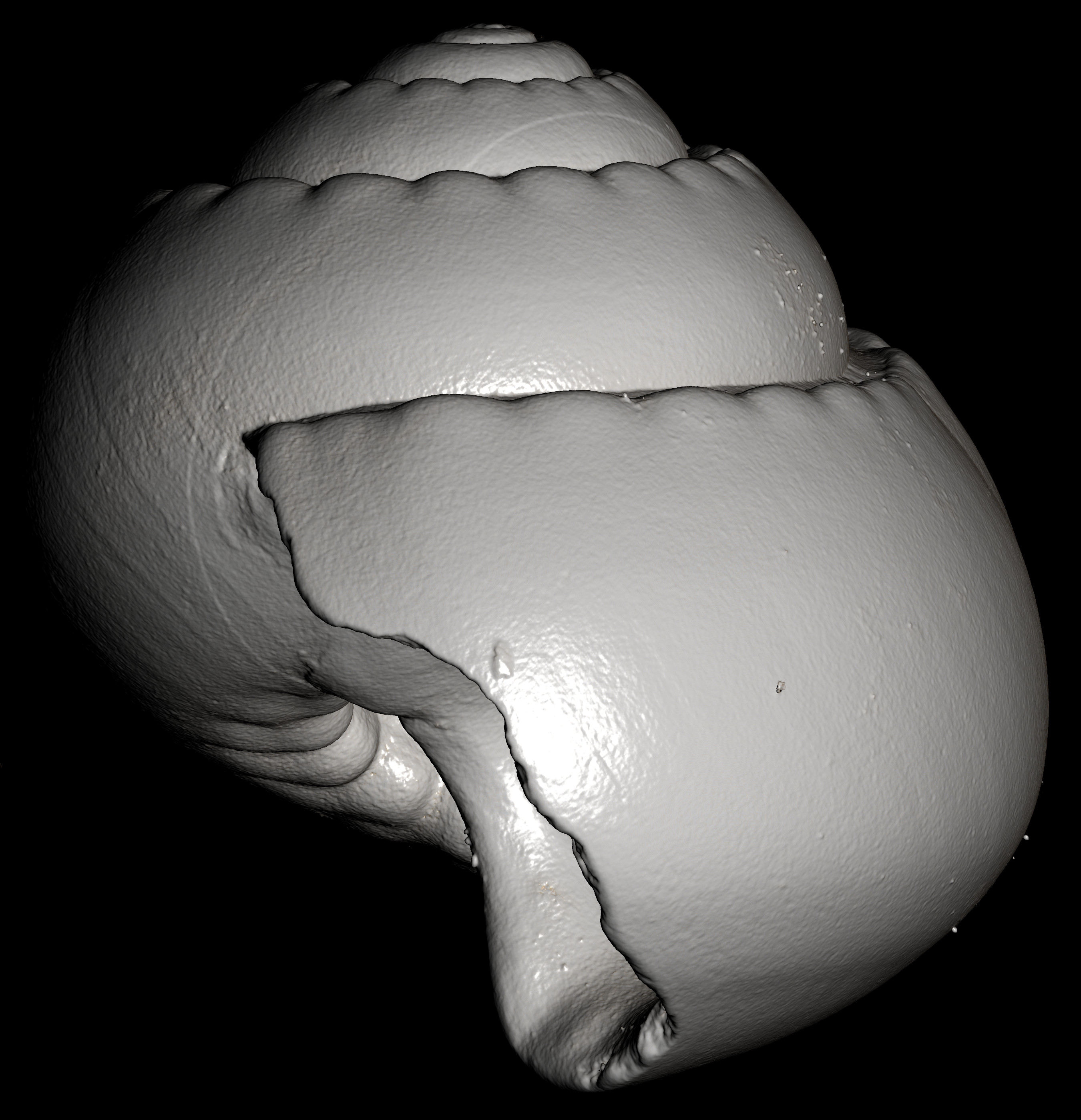 BE-RBINS-INV-MT-3065-Solariella-globosa-type-profile-2-BIG.jpg