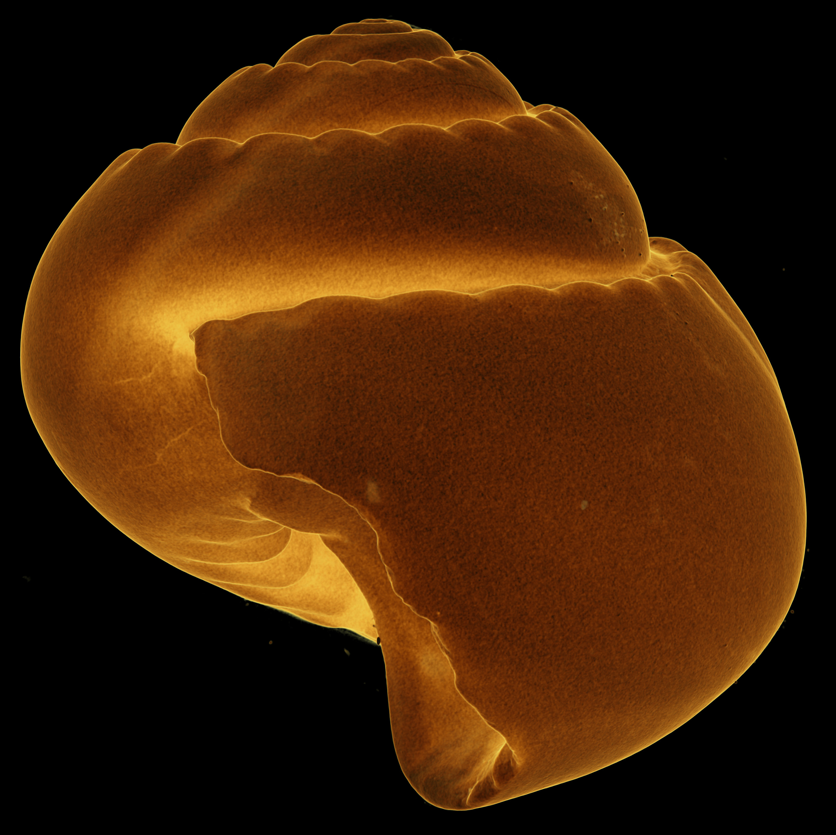 BE-RBINS-INV-MT-3065-Solariella-globosa-type-profile-transparent-BIG.jpg