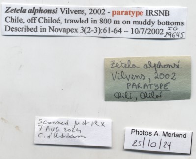 BE-RBINS-INV-MT-511-Zetela-alphonsi-pt-label.jpg