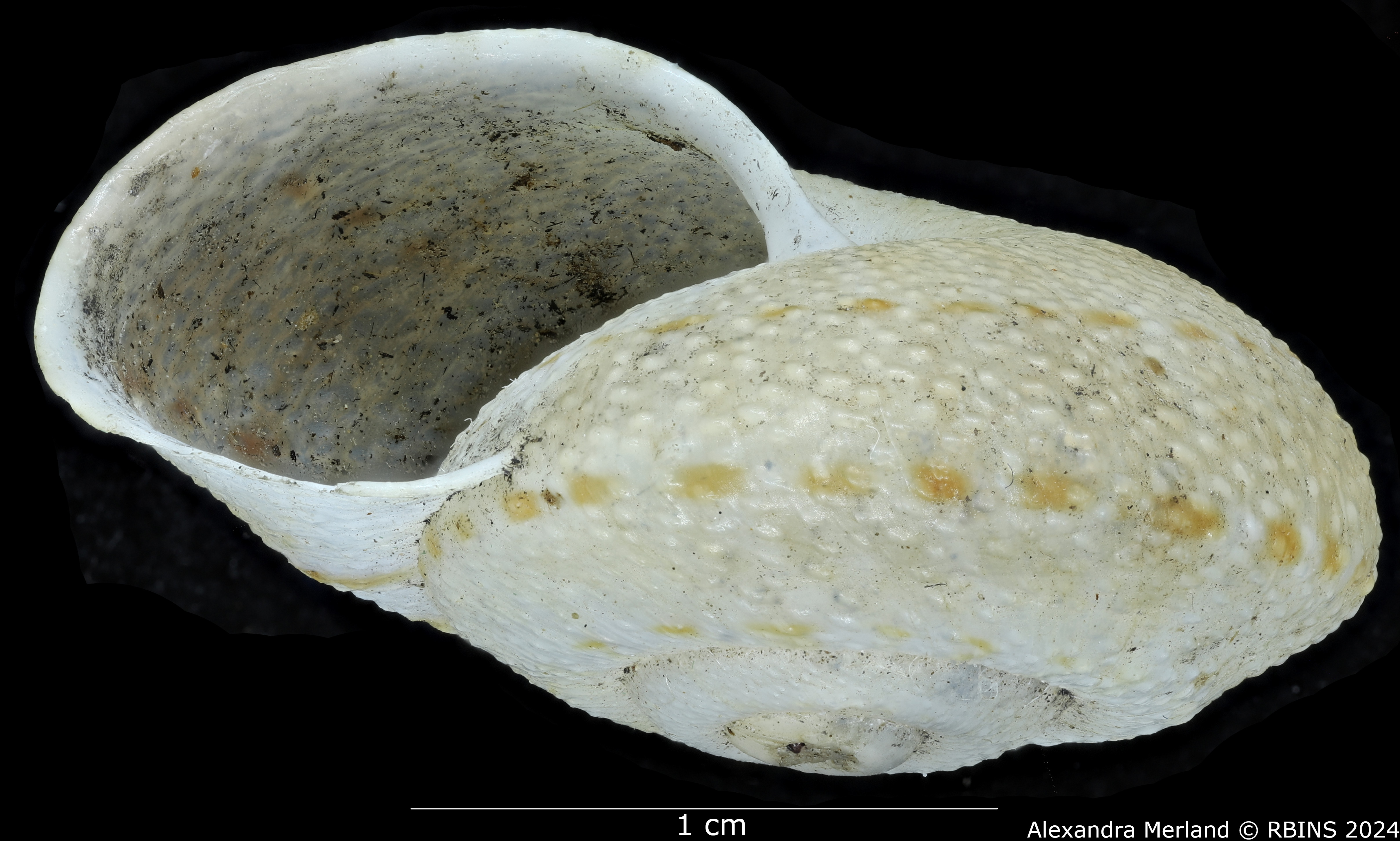 BE-RBINS-INV-MT-2982-Solaropsis-biangulata-type-L.jpg
