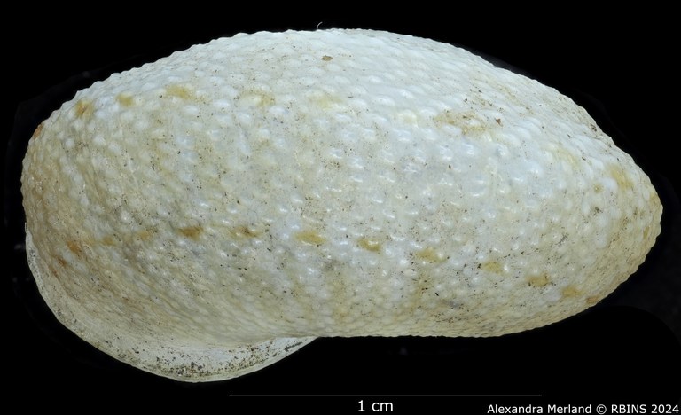 BE-RBINS-INV-MT-2982-Solaropsis-biangulata-type-L2.jpg