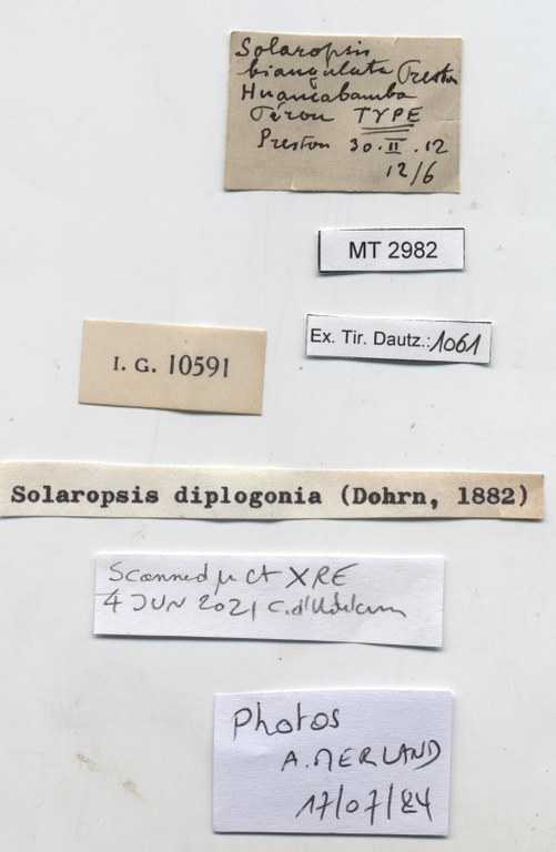 BE-RBINS-INV-MT-2982-Solaropsis-biangulata-type-label.jpg