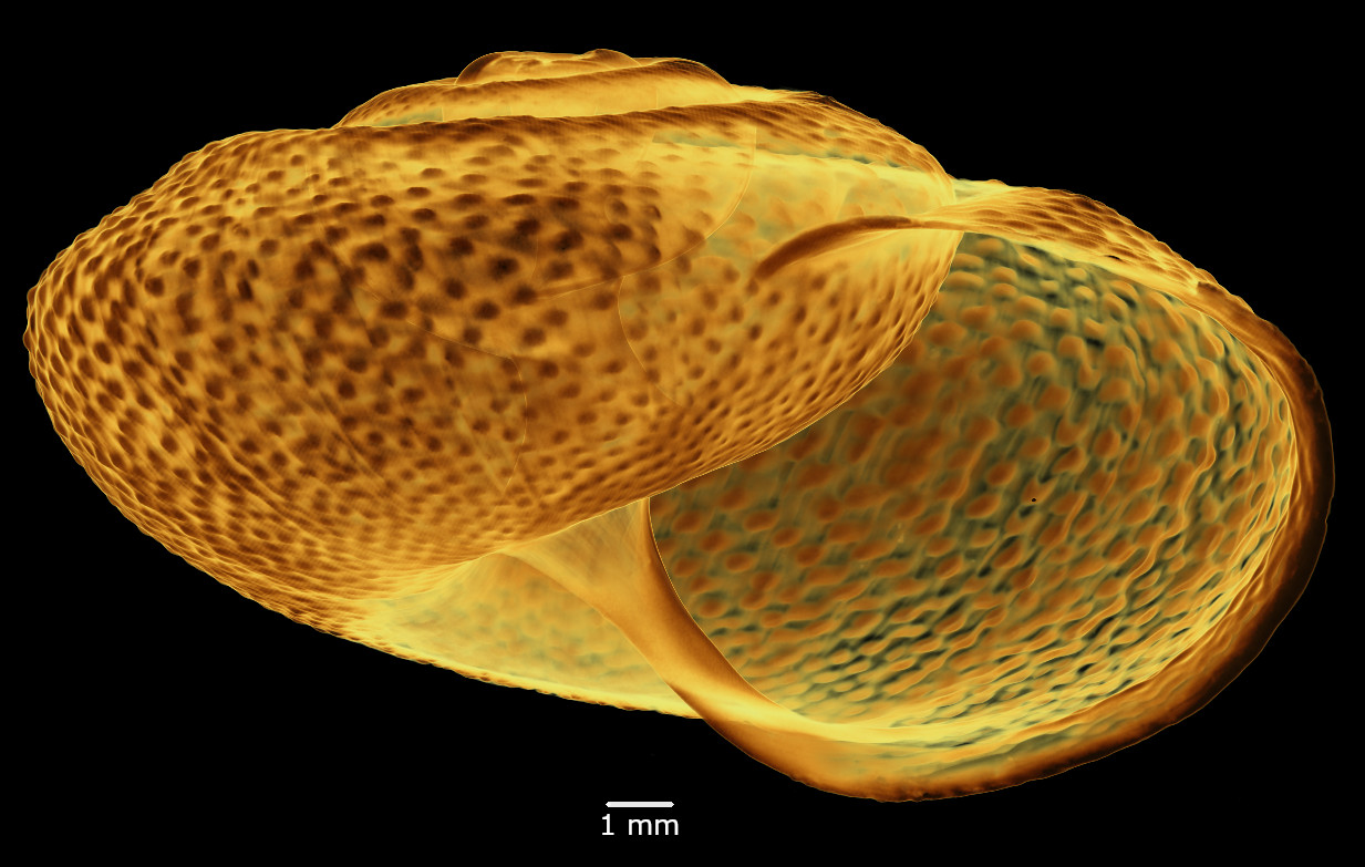 BE-RBINS-INV-MT-2982-Solaropsis-biangulata-type-oral-transparent-SMALL.jpg