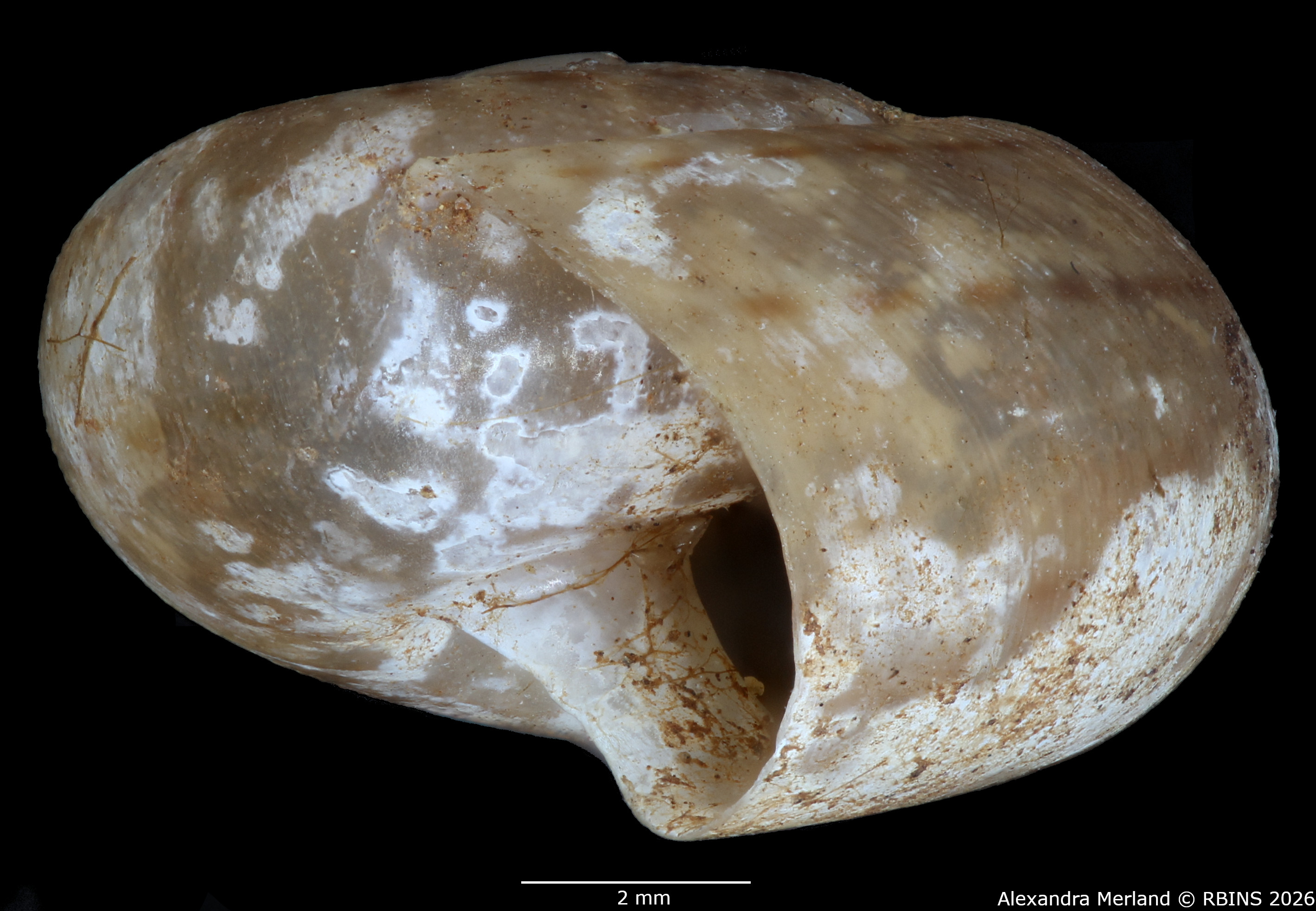 BE-RBINS-INV-MT-1947-Solaropsis-catenulata-lt-L3.jpg