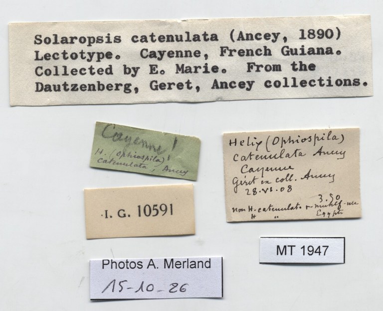 BE-RBINS-INV-MT-1947-Solaropsis-catenulata-lt-label.jpg