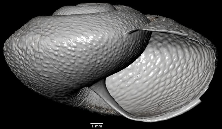 BE-RBINS-INV-MT-2981-Solaropsis-gemmatus-ct-oral-SMALL.jpg