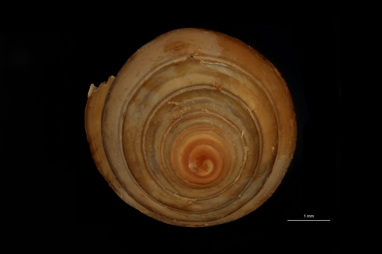 BE-RBINS-INV SYNTYPE MT.3678 Streptostyla (Chersomitra) sargi sargi ANTERIOR.jpg
