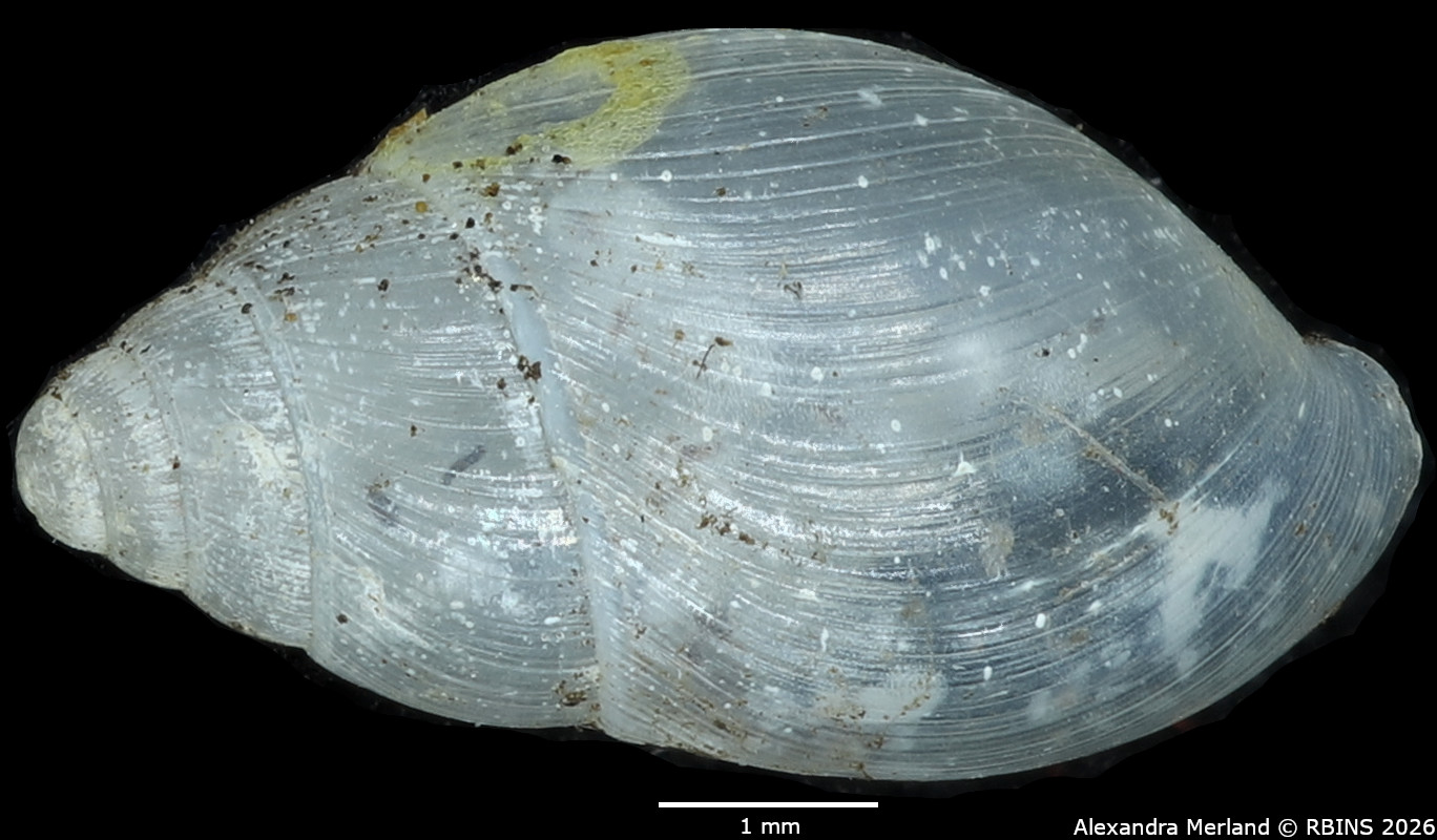 BE-RBINS-INV-MT-1384-Stenothyra-obesula-st-D.jpg