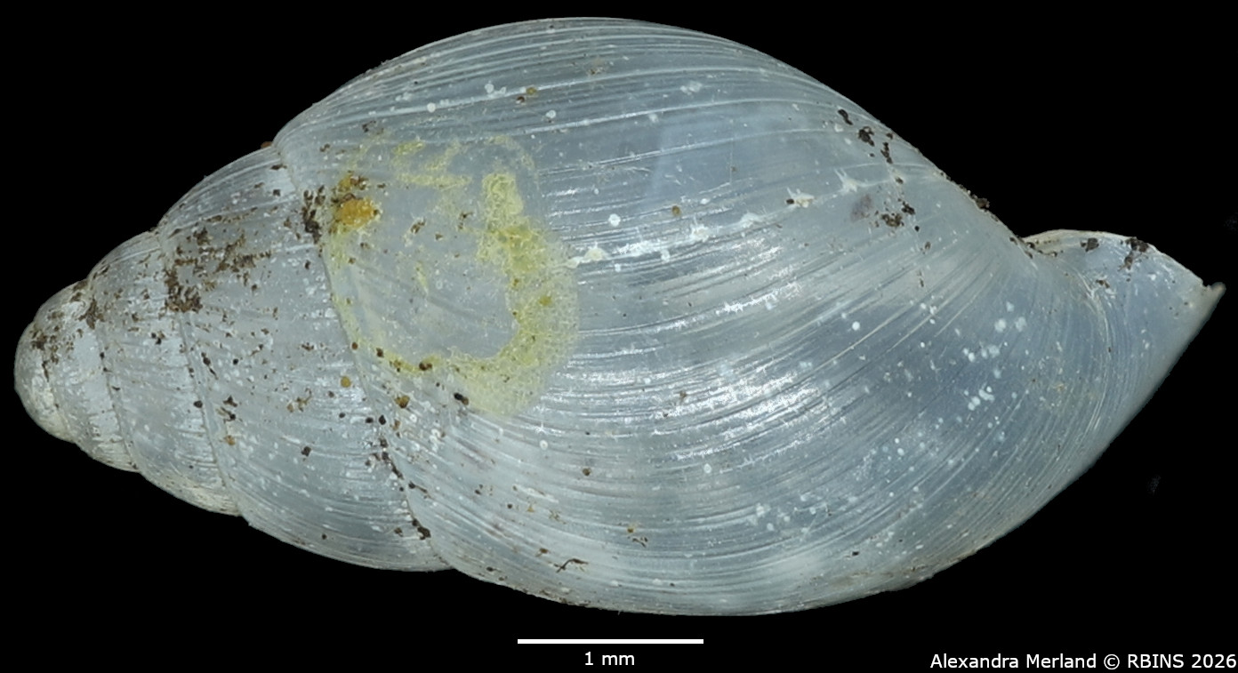BE-RBINS-INV-MT-1384-Stenothyra-obesula-st-L.jpg