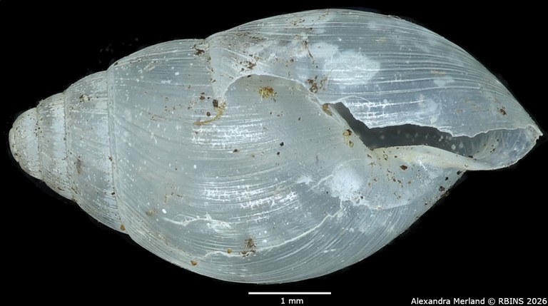 BE-RBINS-INV-MT-1384-Stenothyra-obesula-st-L2.jpg
