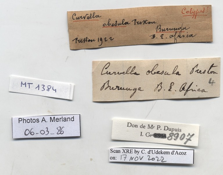 BE-RBINS-INV-MT-1384-Stenothyra-obesula-st-label.jpg