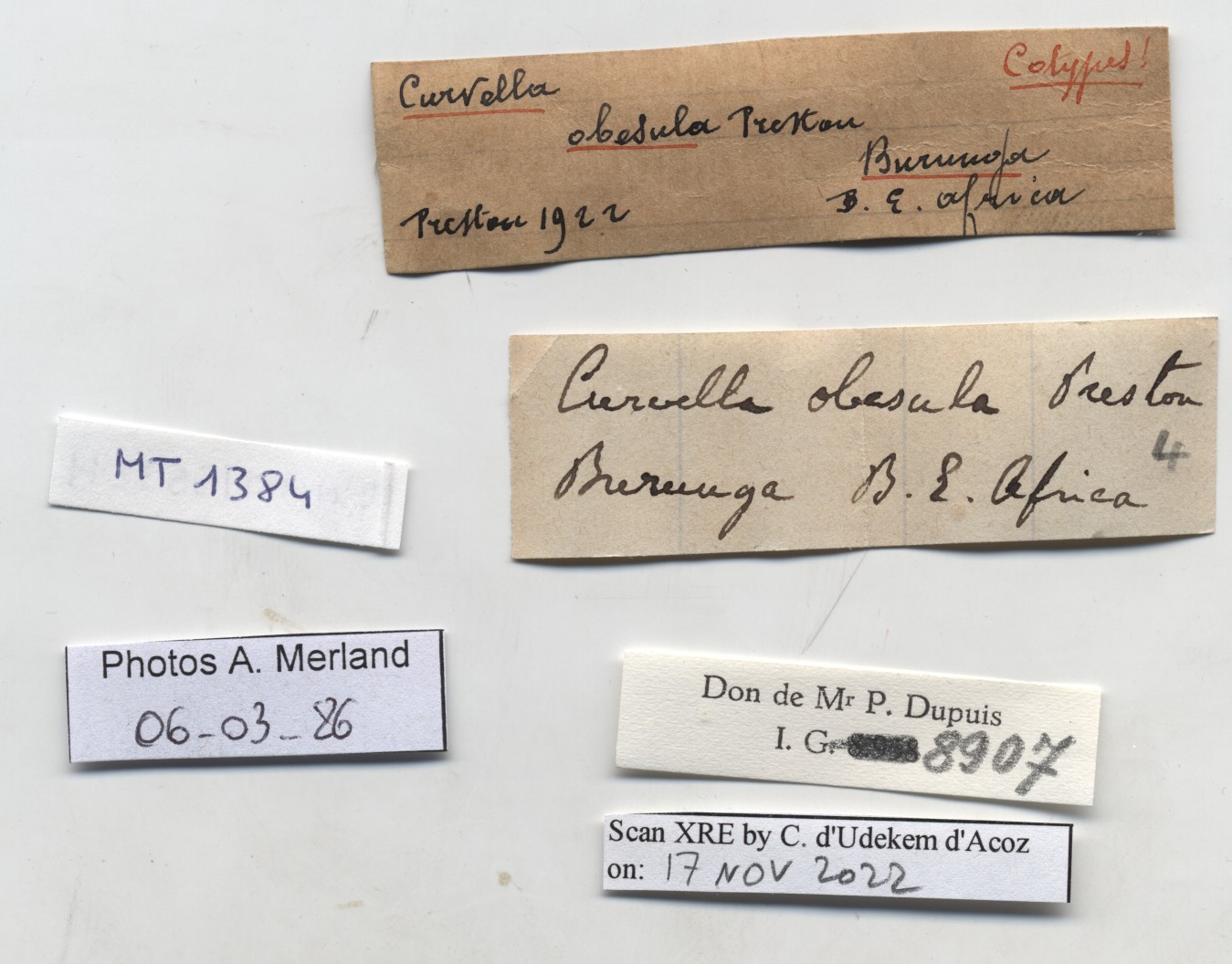 BE-RBINS-INV-MT-1384-Stenothyra-obesula-st-label.jpg