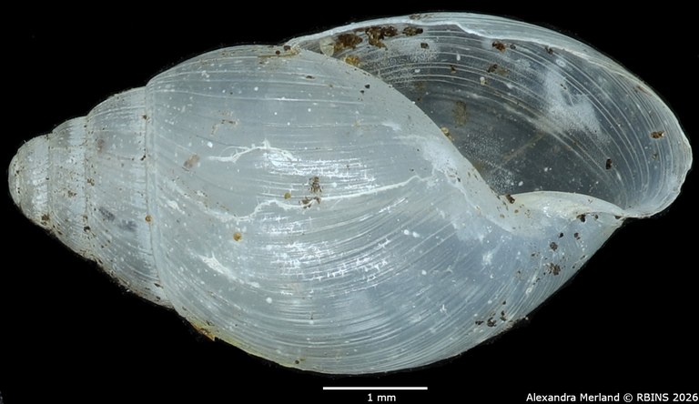 BE-RBINS-INV-MT-1384-Stenothyra-obesula-st-V.jpg
