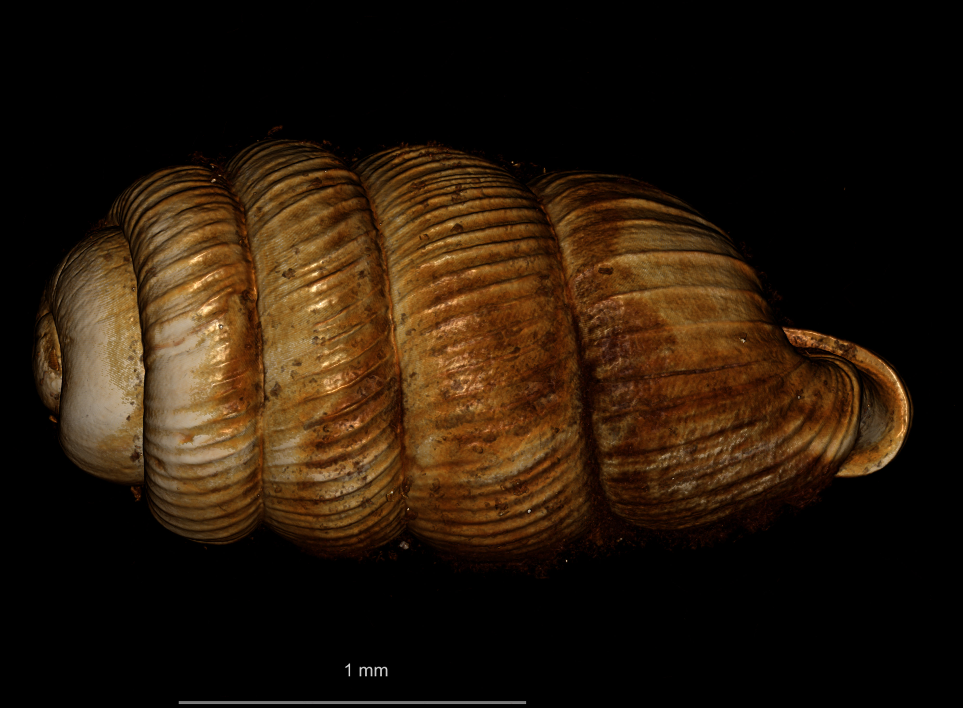 BE-RBINS-INV SYNTYPE MT.2856 Ennea arnoldi DORSAL.jpg