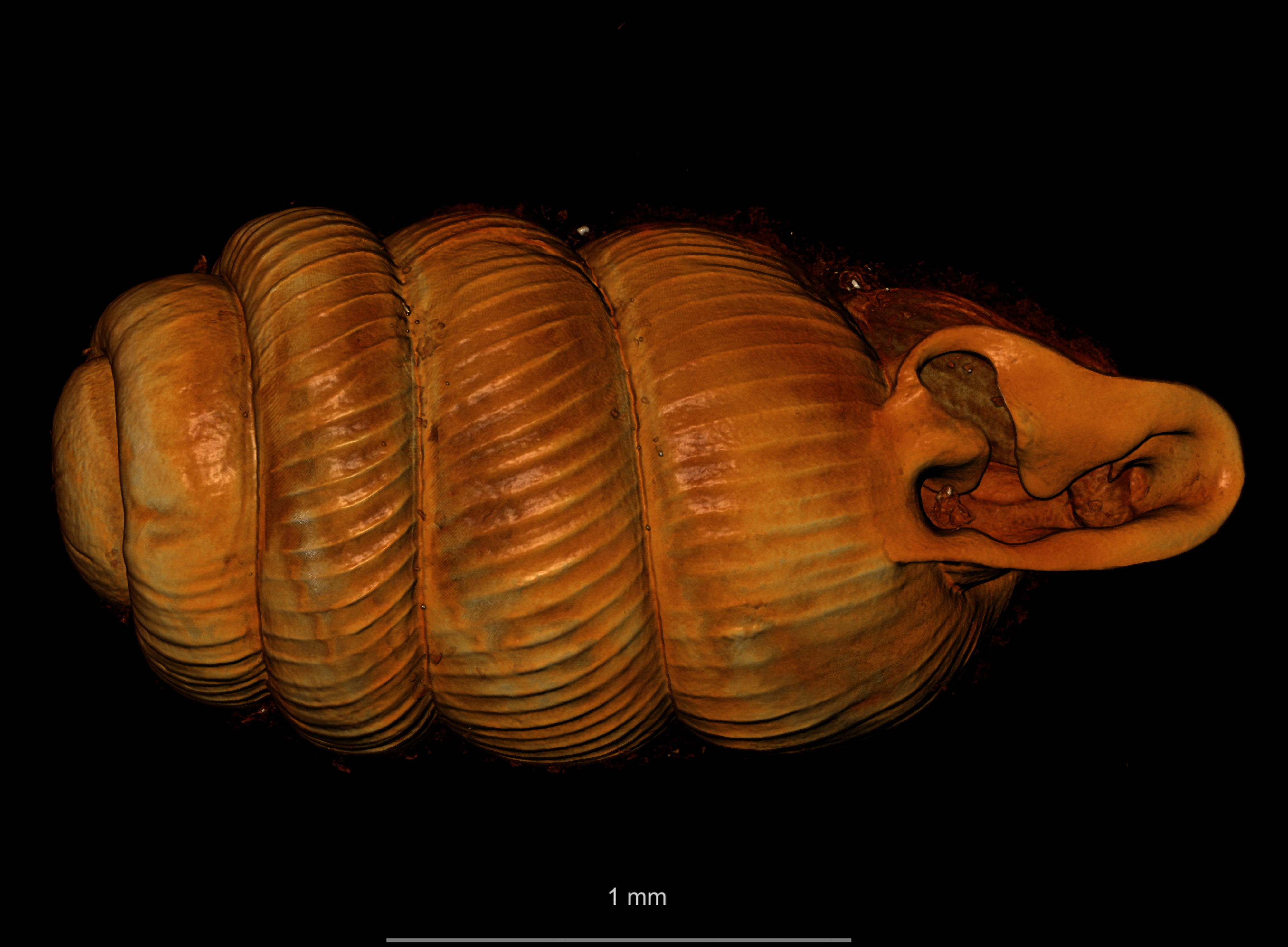 BE-RBINS-INV SYNTYPE MT.2856 Ennea arnoldi ORAL.jpg