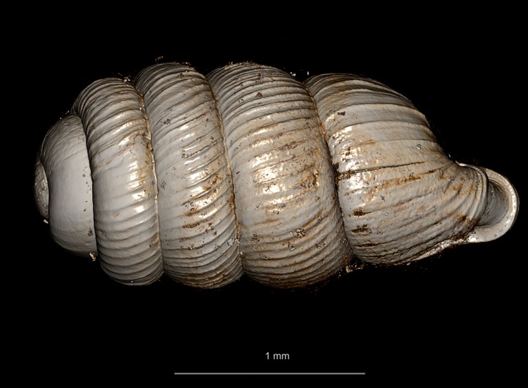 BE-RBINS-INV SYNTYPE MT.2856 Ennea arnoldi DORSAL.jpg