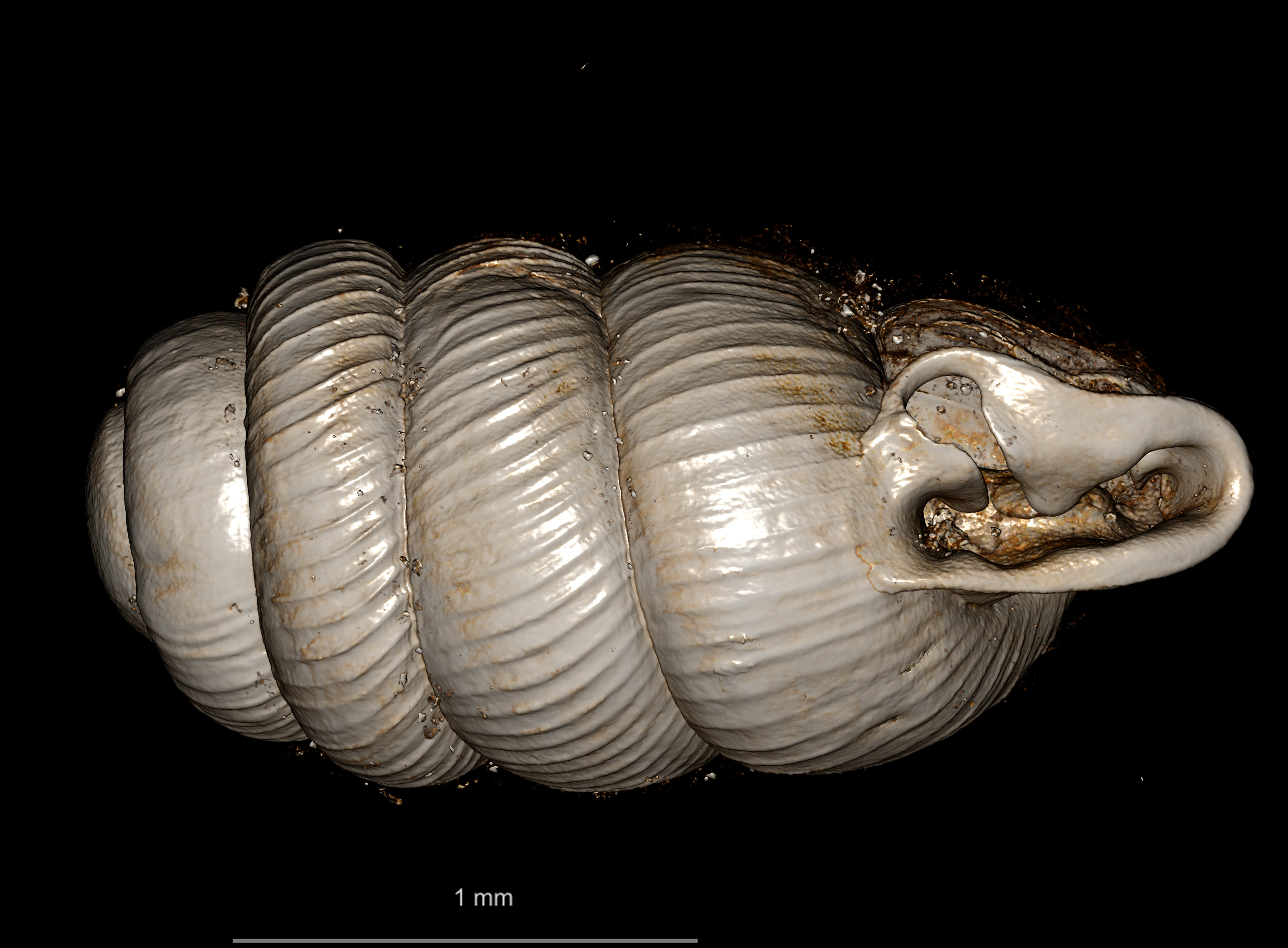 BE-RBINS-INV SYNTYPE MT.2856 Ennea arnoldi ORAL.jpg