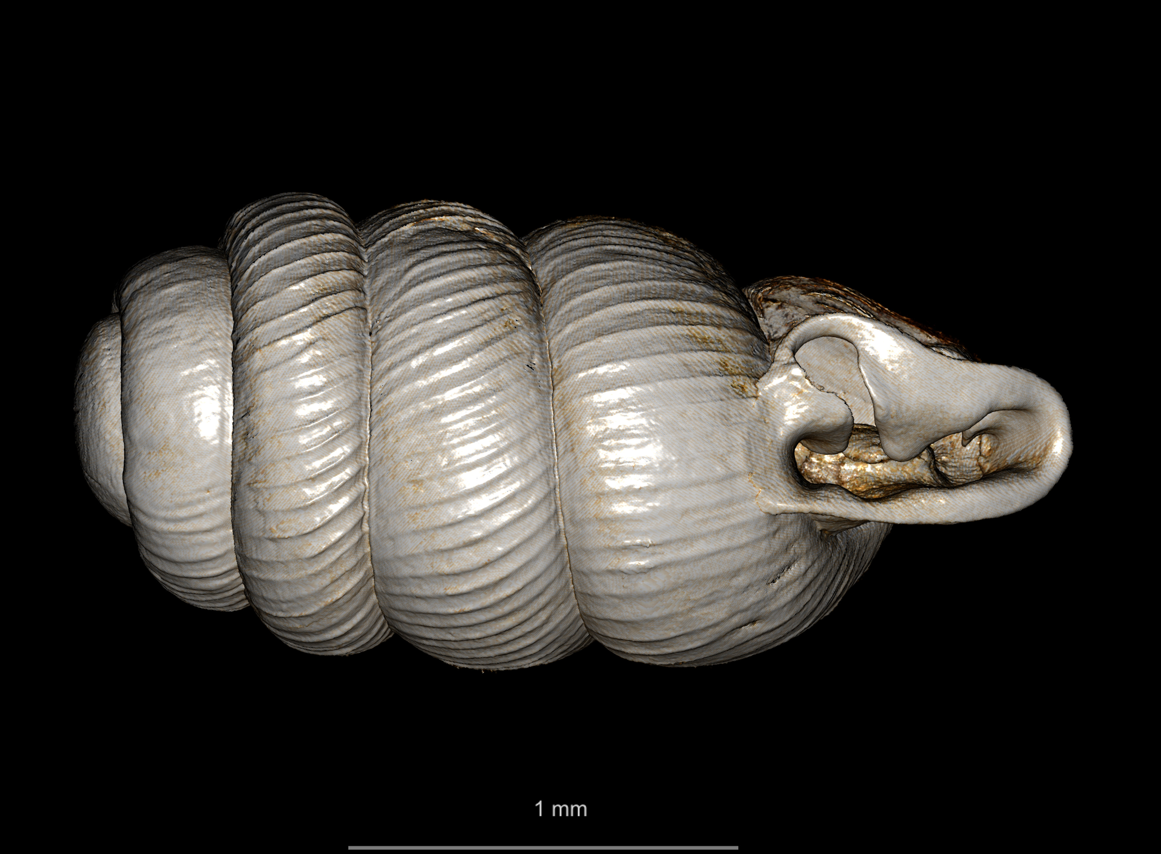 BE-RBINS-INV SYNTYPE MT.2856 Ennea arnoldi ORAL.jpg