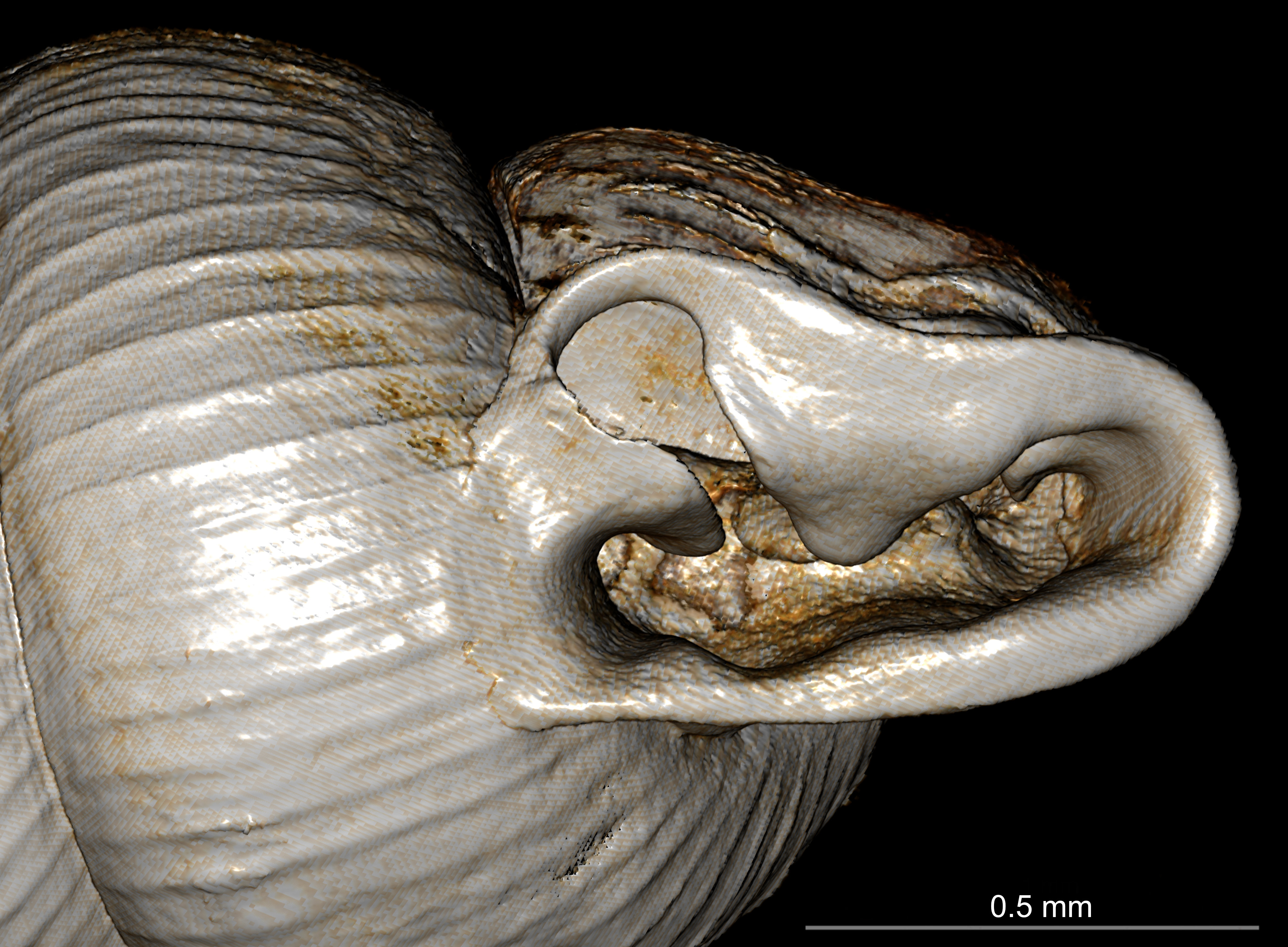 BE-RBINS-INV SYNTYPE MT.2856 Ennea arnoldi MOUTH.jpg