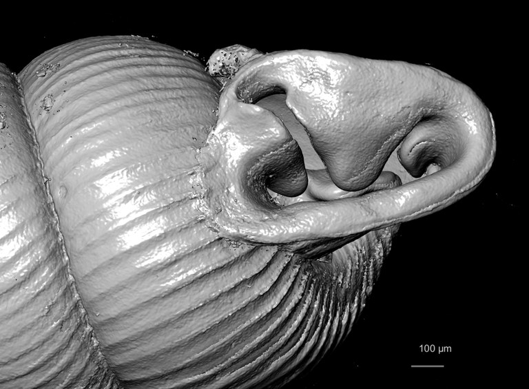 BE-RBINS-INV SYNTYPE MT.2857 Ennea arnoldi MCT XRE MOUTH OBLIQUE.jpg