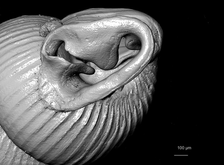 BE-RBINS-INV SYNTYPE MT.2857 Ennea arnoldi MCT XRE MOUTH OBLIQUE.jpg